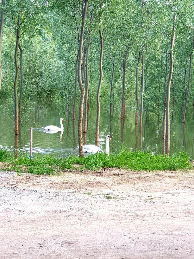 Vikendica Apartments Dunav Ms Celarevo Dış mekan fotoğraf