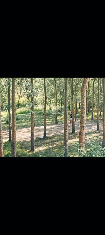 Vikendica Apartments Dunav Ms Celarevo Dış mekan fotoğraf